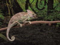 240 - CHAMELEON WITH PREY - MILLIN ROBERT - united kingdom <div